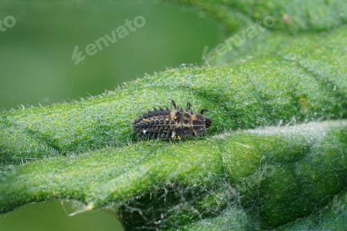 Preview: Closeup on a larvae of the pine laydybird beetle, Exochomus quadripustulatus used for pest-control