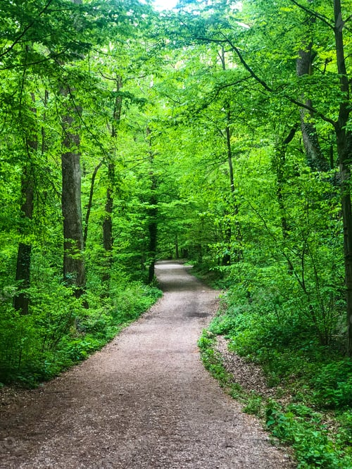 Preview: Forest path