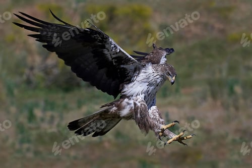 Preview: Bonellis eagle (Aquila fasciata)
