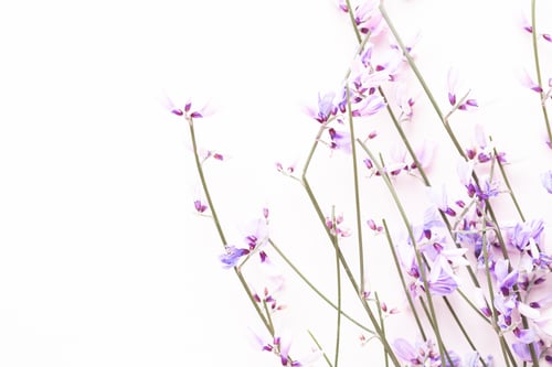 Preview: Flowers composition. Pink flowers on pink background. Easter, spring concept. Greeting card.