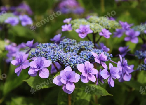 Preview: Purple hydrangeas blooming at garden