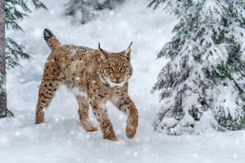 Preview: Closeup Adult Lynx in cold time. Bobcat snow in wild winter nature