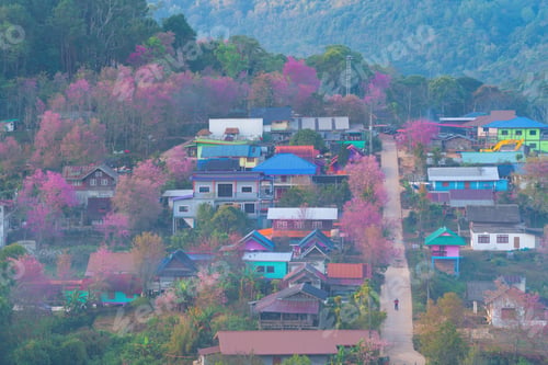 Preview: Sakura cherry flowers blossom trees of national park. Natural landscape background. Pink color