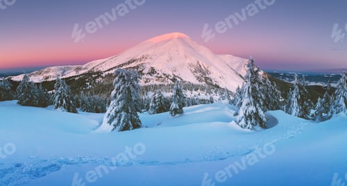 Preview: Dramatic wintry scene with snowy trees
