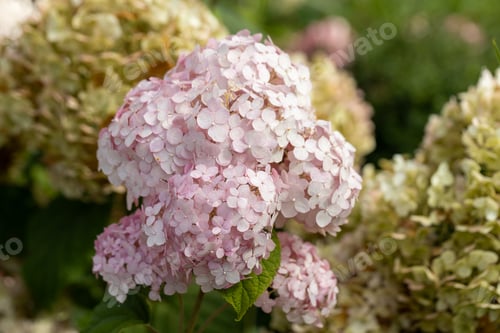 Preview: Hydrangea arborescens Candybelle Lollypop (Bubblegum) flowers in garden