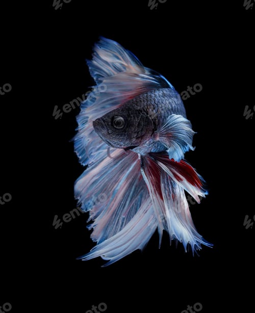 Preview: fish on