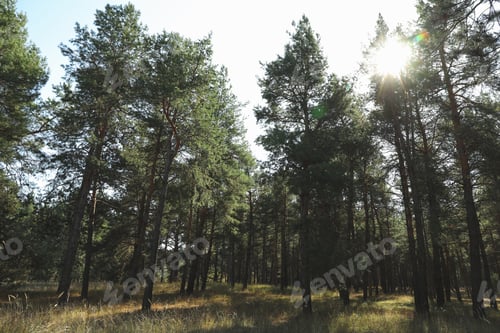 Preview: Pine trees in forest against sky. Beautiful sunny day