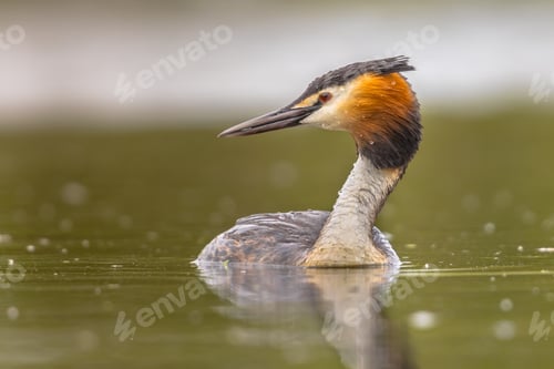 Preview: Great Crested Grebe waterfowl