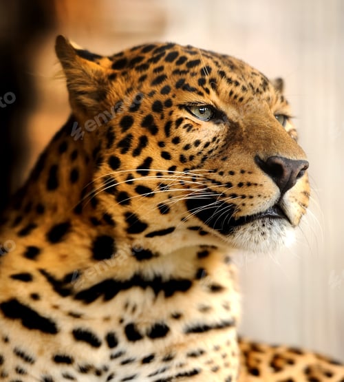 Preview: Leopard portrait