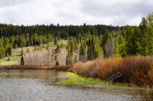 Preview: Lake surrounded by Trees in American Landscape. Spring Season
