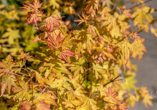 Preview: Orange Maple Palmifolia
