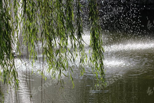 Preview: Weeping Willow Tree And Water Fountain - Photograph Of Branches Of A Weeping Willow Tree Hanging