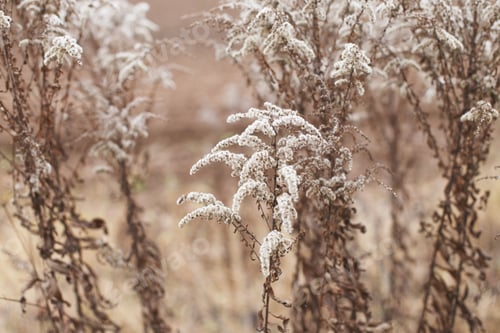 Preview: Dry soft flowers in the field on beige background.