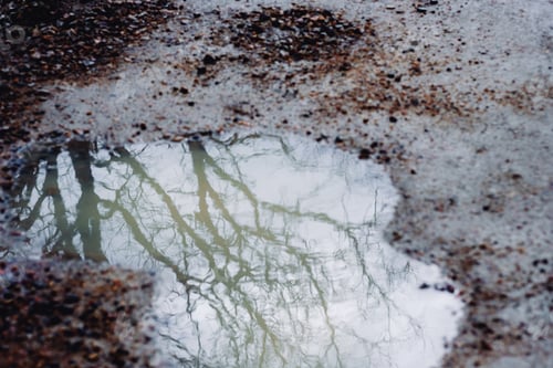 Preview: Puddle reflecting trees