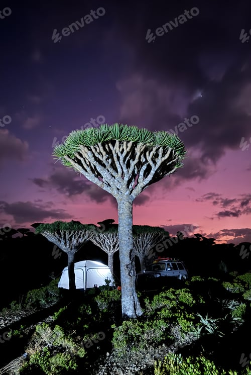 Preview: Stunning Socotra landscape showcasing dragons blood trees under a vibrant night sky