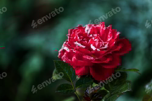 Preview: Red rose flower blooming in roses garden on background