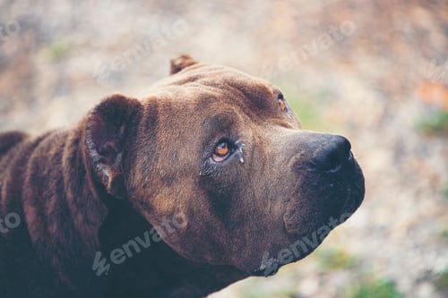 Preview: old Black French Bulldog