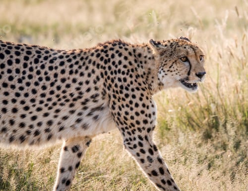 Preview: A Magical Namibia Wildlife pictures