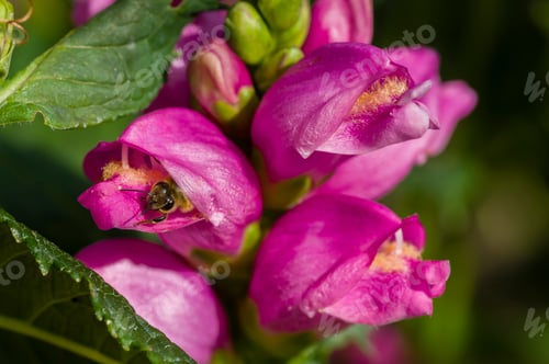 Preview: Spike of pink flowers with bee