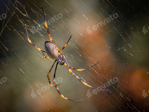 Preview: Close-up of a red-legged golden orb-weaver spider (Trichonephila inaurata) on a web
