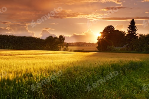 Preview: Grass, wheat and field with sunset outdoor of grain harvest, agriculture farm and crop production o