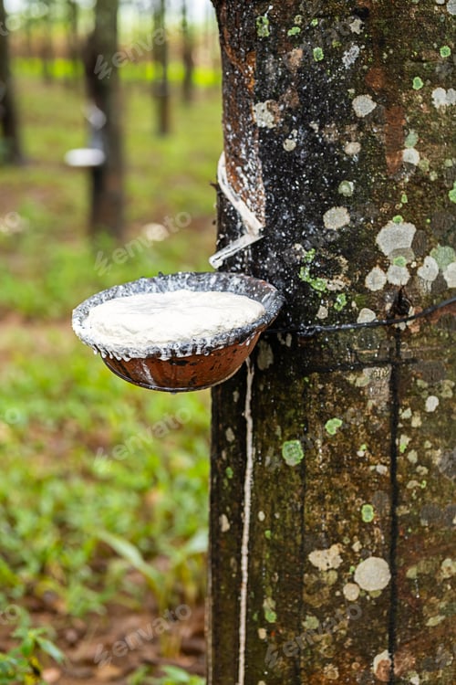 Preview: Tapping latex from rubber tree to the bowl.
