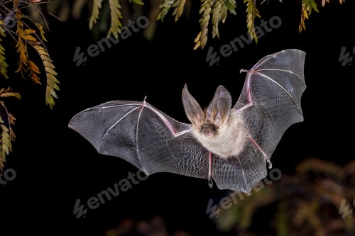 Preview: Brown Long-Eared Bat in Forest Environment