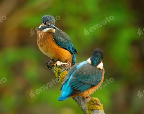 Preview: Common kingfisher, Alcedo atthis. Two birds are sitting on a branch next to each other