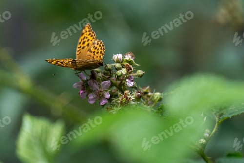 Preview: a small butterfly sits on top of a tiny flower branch