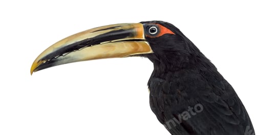 Preview: Pale Mandibled Aracari isolated on white