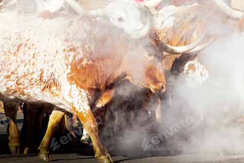 Preview: Texas Longhorns