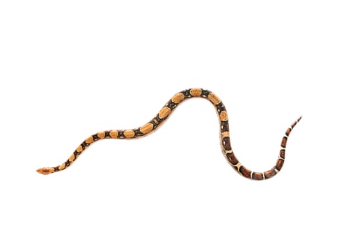 Preview: Top view of python isolated on white