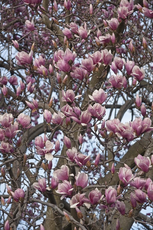 Preview: Saucer Magnolia (Magnolia X Soulangeana). Hybrid Between Magnolia Denudata And Magnolia Liliiflora