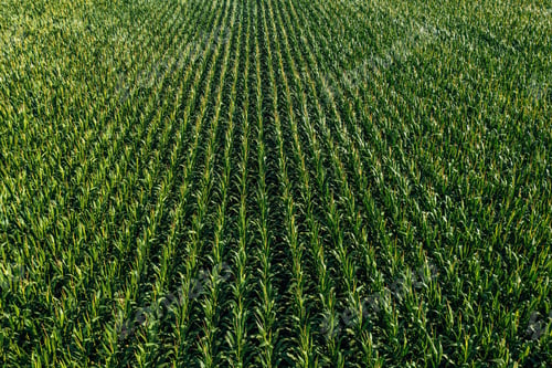 Preview: Aerial shot of lush green corn crop plantation field in diminishing perspective