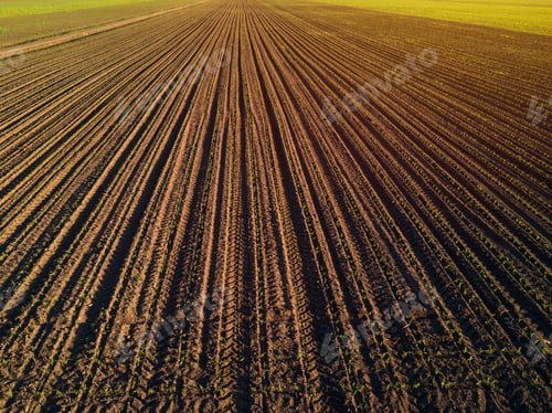 Preview: Aerial view of cultivated corn furrows