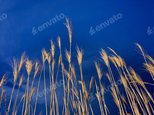 Preview: Sunlit ornamental grass against a deep blue sky