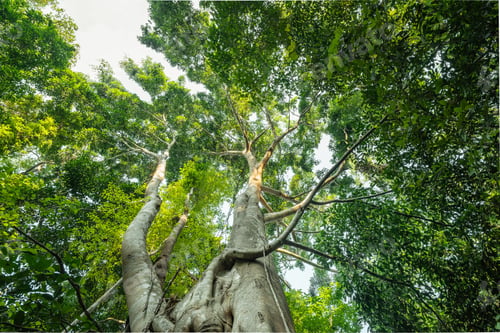 Preview: Trees from the bottom corner, forest and carbon reduction concept for sustainable environment