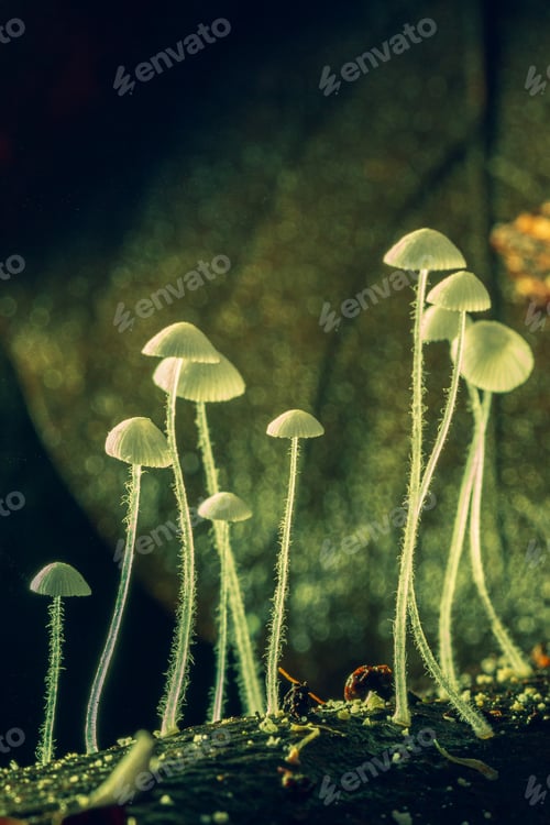 Preview: Small forest mushrooms, close-up image