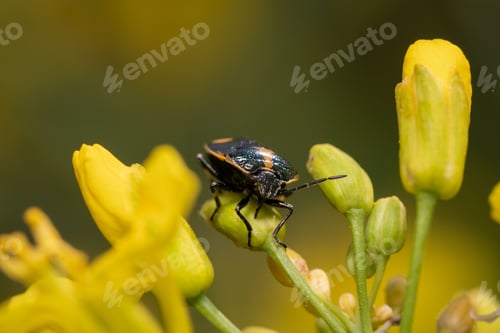 Preview: Closeup of a Twice-stabbed stink bug perched on a plant