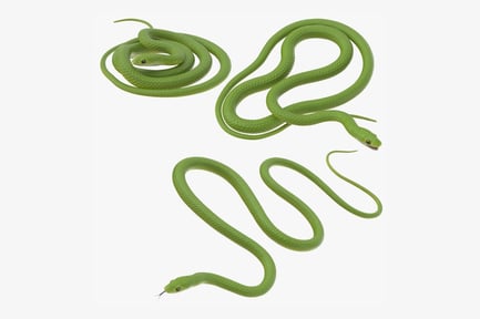 Preview: Vibrant Green Snake Group