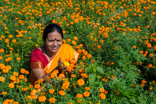 Preview: Indian woman in marigold field and enjoying nature.