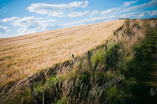 Preview: Background of ripening ears of wheat field.