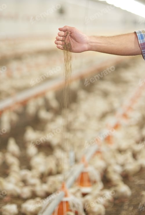 Preview: Human hand feeding the chickens