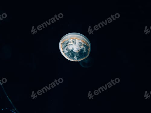 Preview: Jellyfish isolated on a black background
