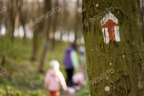 Preview: Trail marker on tree at spring forest.