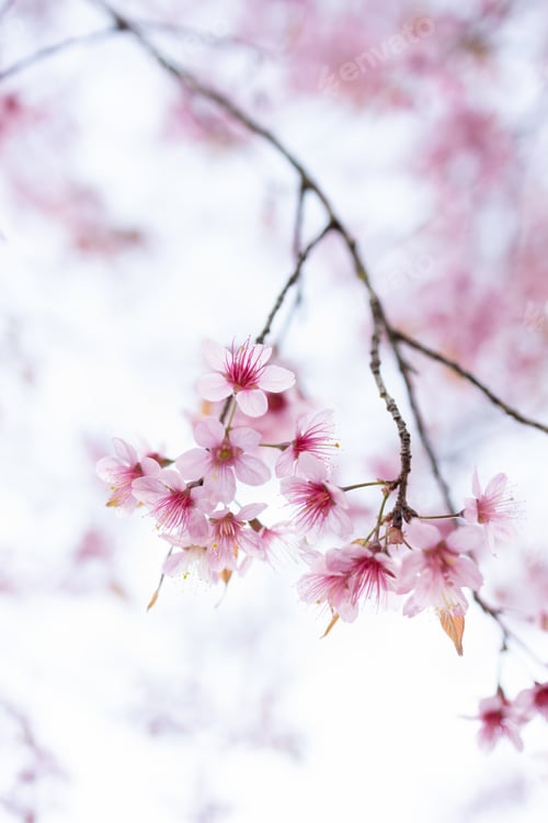 Preview: Closeup of Wild Himalayan Cherry (Prunus cerasoides) or thai sakura flower