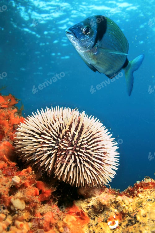 Preview: Common urchin, Cabo Cope Puntas del Calnegre Regional Park, Spain