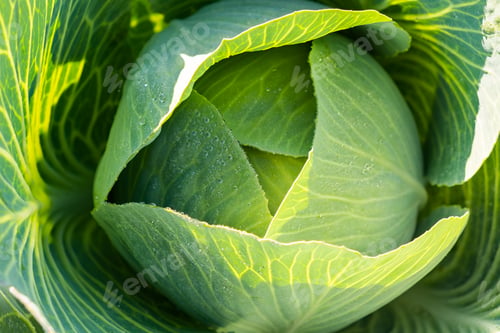 Preview: Fresh harvested cabbage with the outer most leaves still intact and open