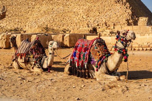 Preview: Camels resting in front of the Great Pyramid during golden hour in Giza desert