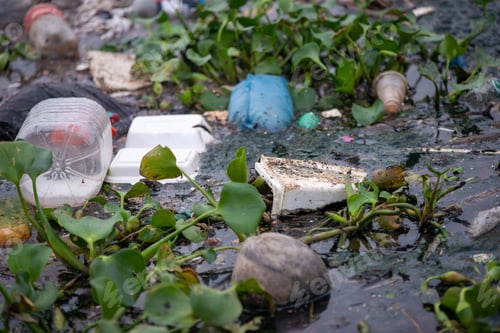Preview: Closeup of rubbish and small plants in the river. Environmental pollution concept